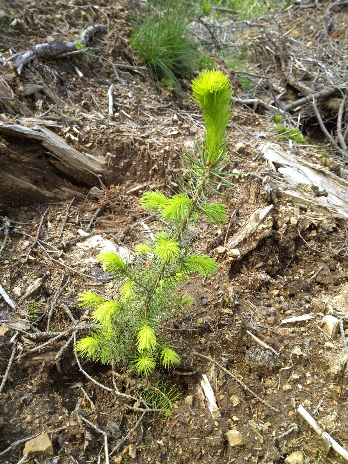 Puieți apți de plantat într-un singur an la Obârșia Lotrului