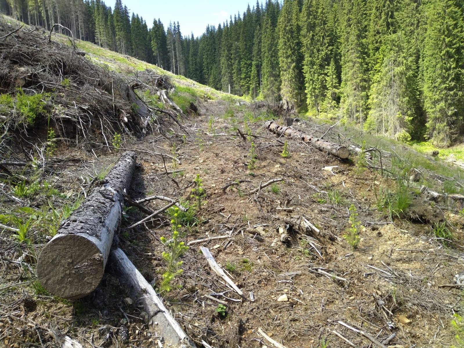 Puieți apți de plantat într-un singur an la Obârșia Lotrului