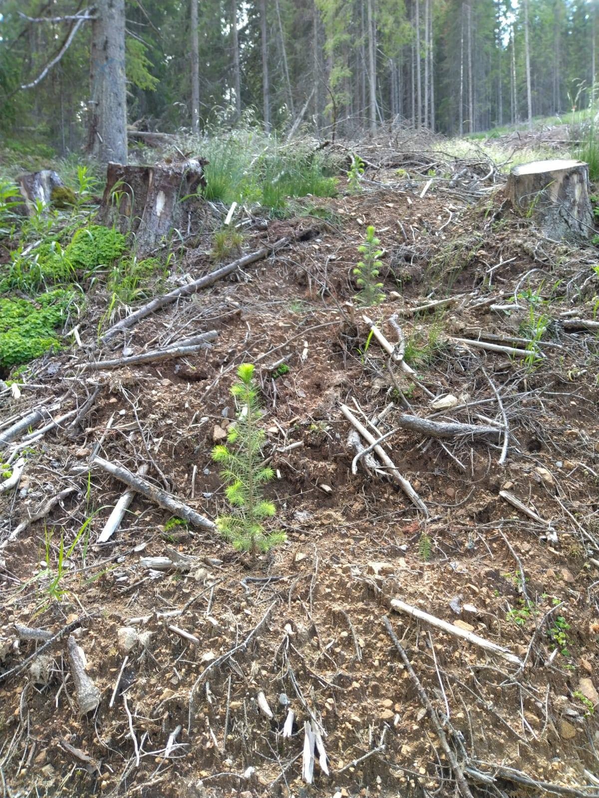 Puieți apți de plantat într-un singur an la Obârșia Lotrului