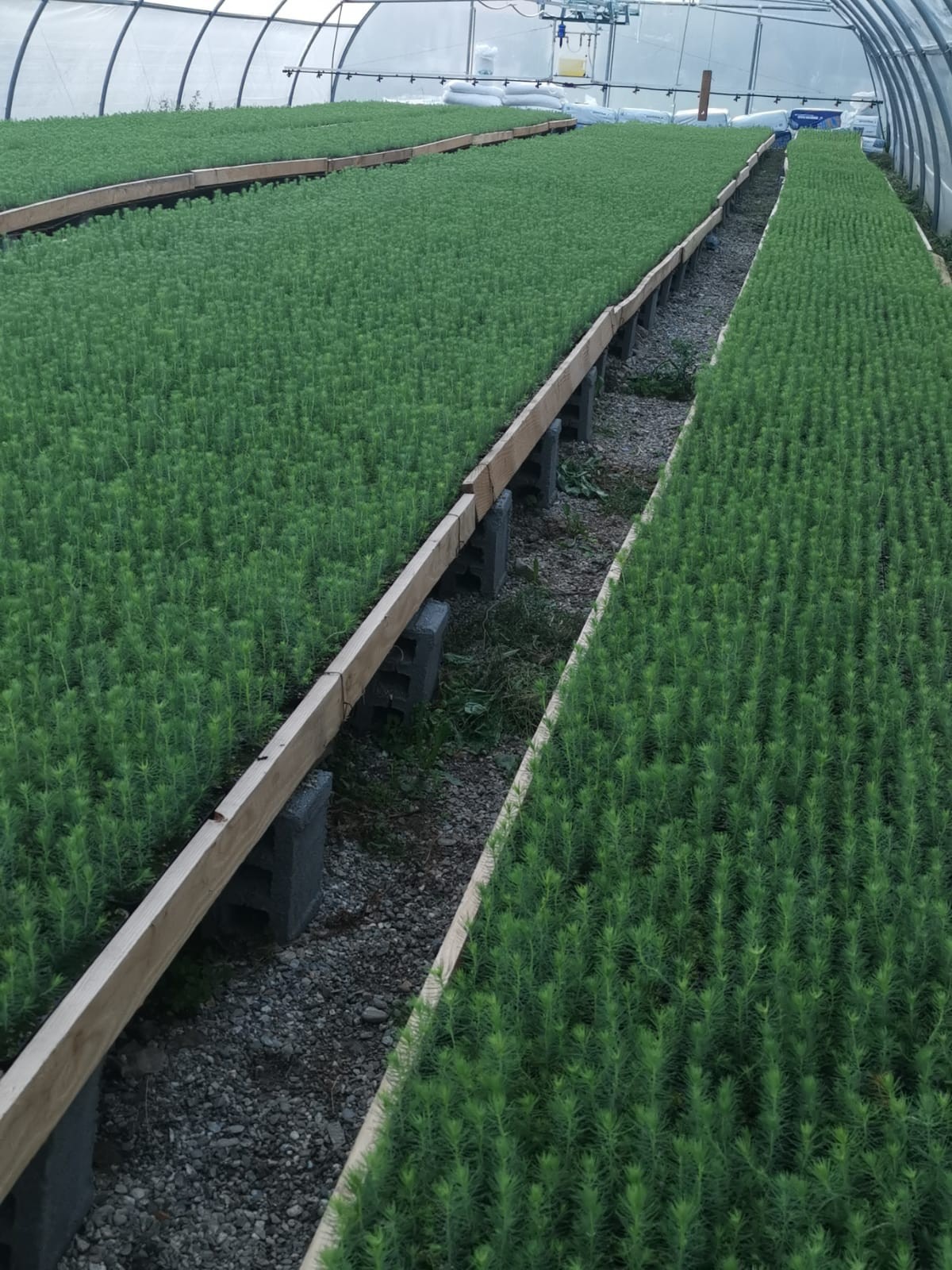 Pepinieră containerizată - 100000 puieți de molid în Horezu