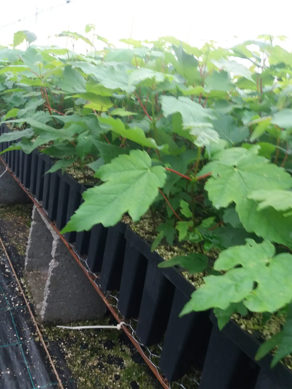 Pepinieră containerizată - 14500 puieți paltin de munte, la Ocolul Silvic Comandău.