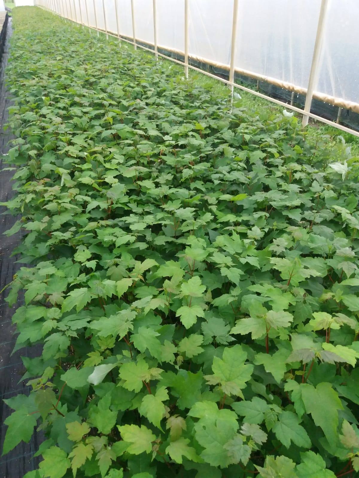 Pepinieră containerizată - 14500 puieți paltin de munte, la Ocolul Silvic Comandău.