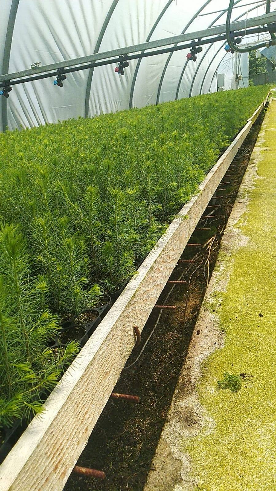 Puieți containerizați de molid la pepiniera Saliște
