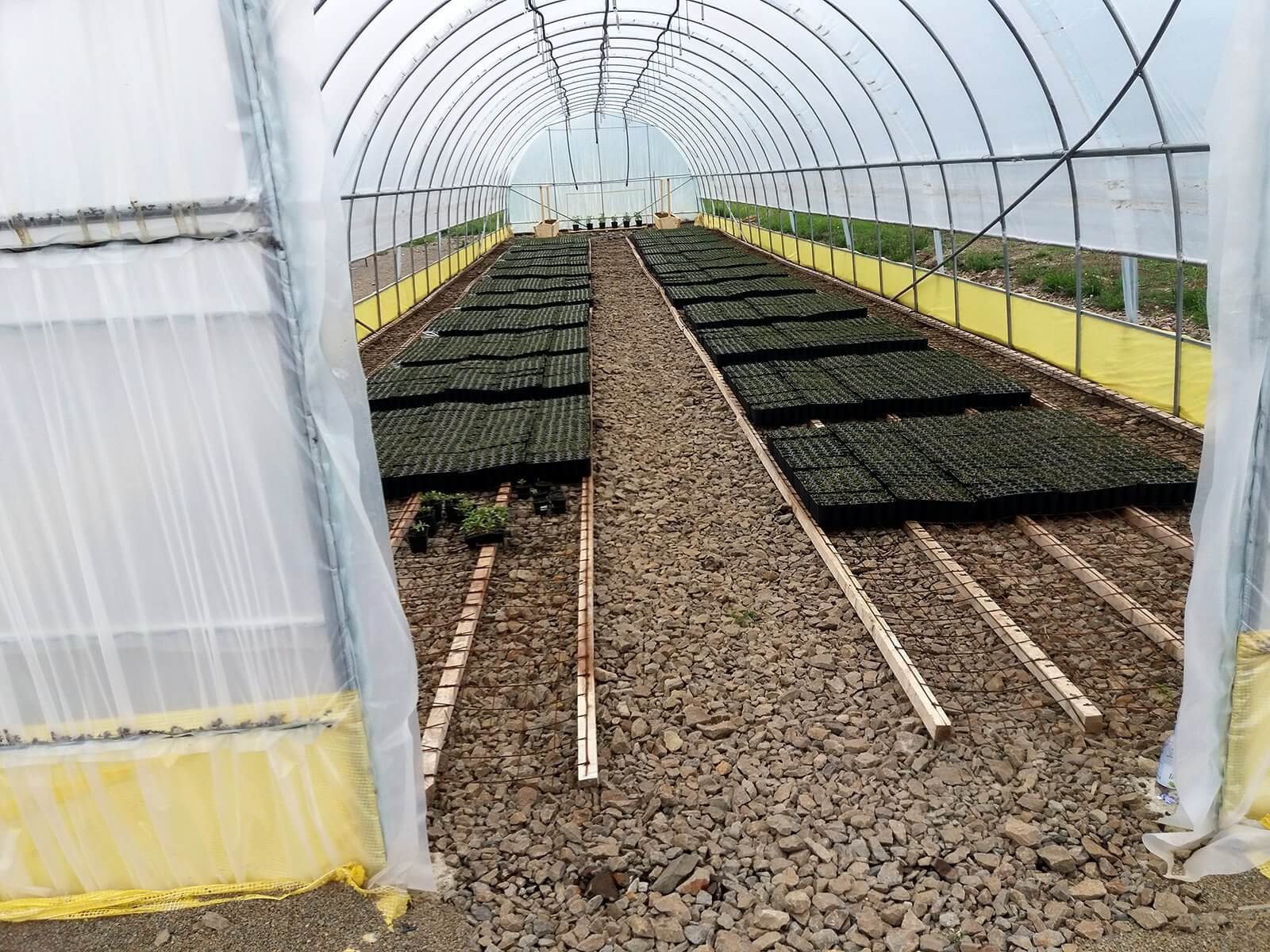 Proiect pilot de producere a puietilor de molid in Toplita, jud. Harghita