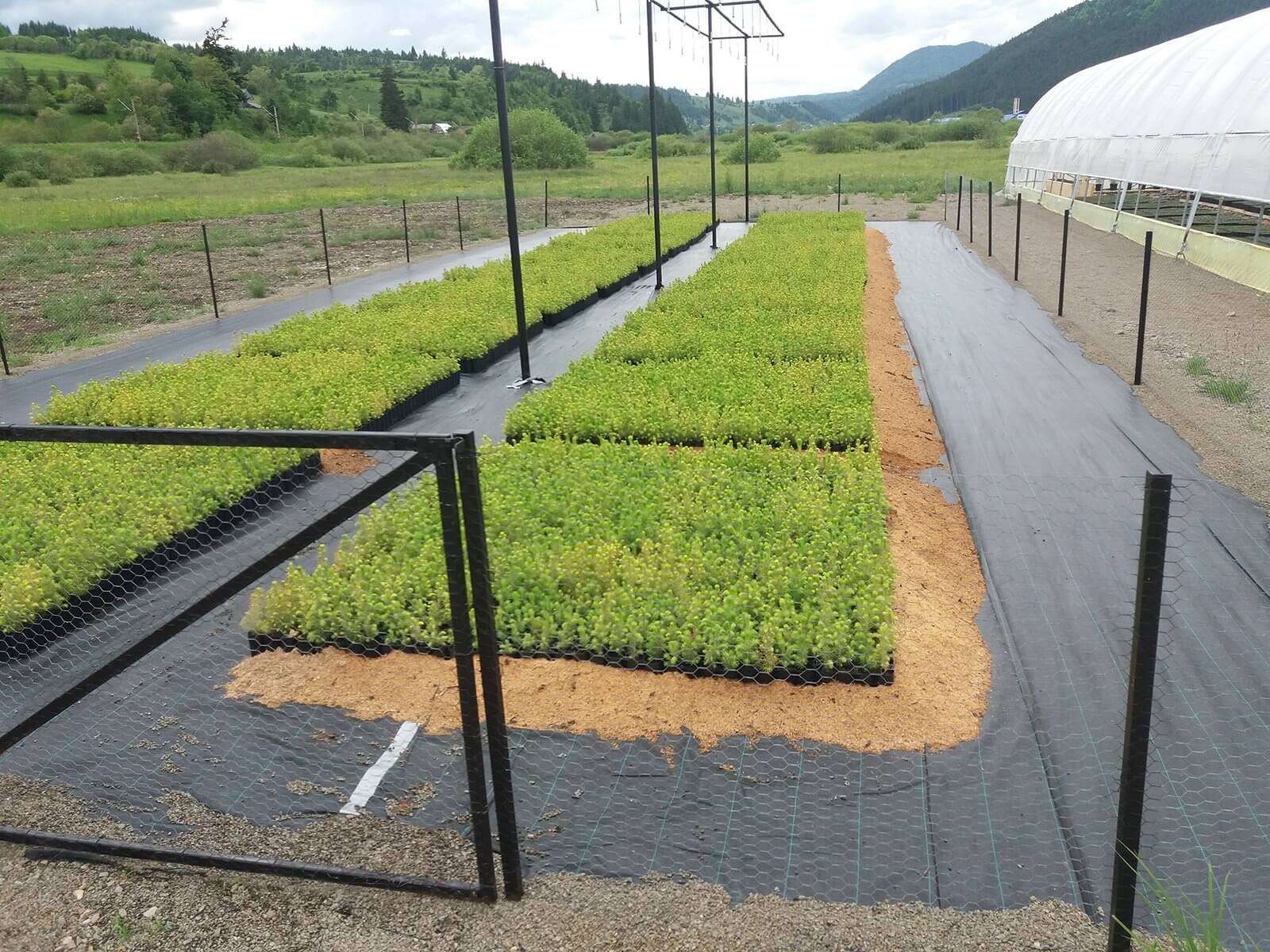 Proiect pilot de producere a puietilor de molid in Toplita, jud. Harghita