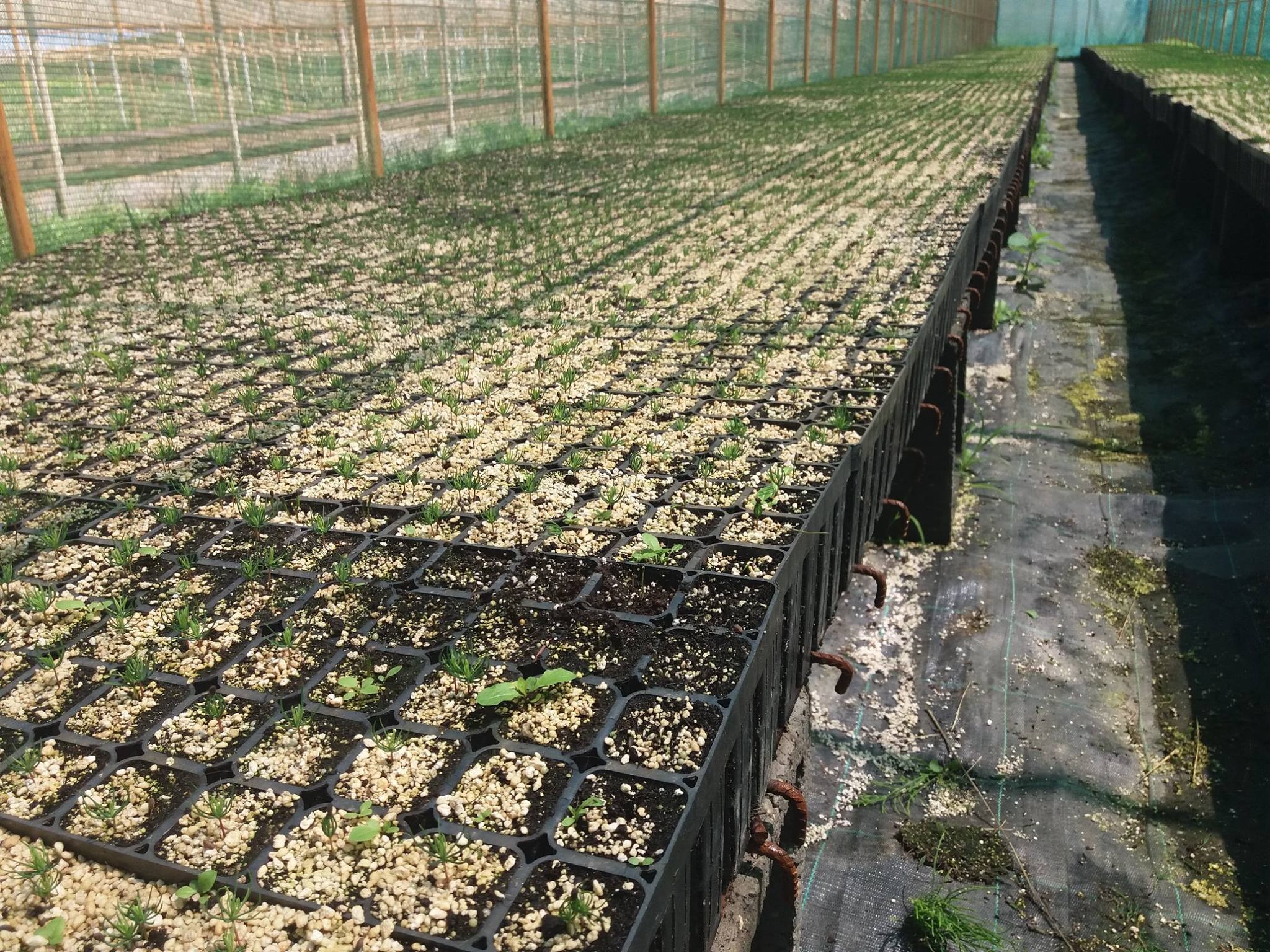 Proiect de producere puieti de molid in containere la Ocolul Silvic Comandau