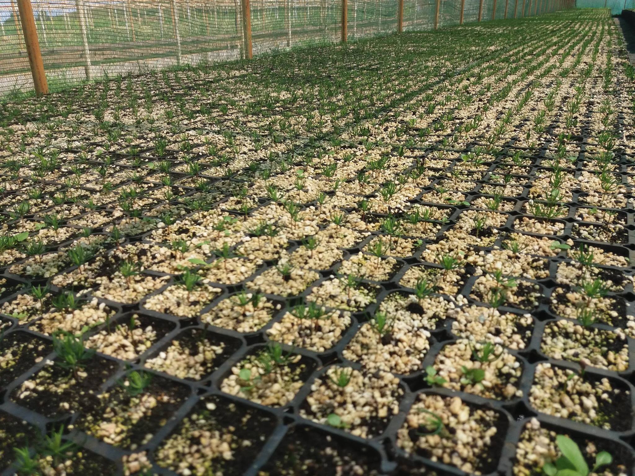 Proiect de producere puieti de molid in containere la Ocolul Silvic Comandau