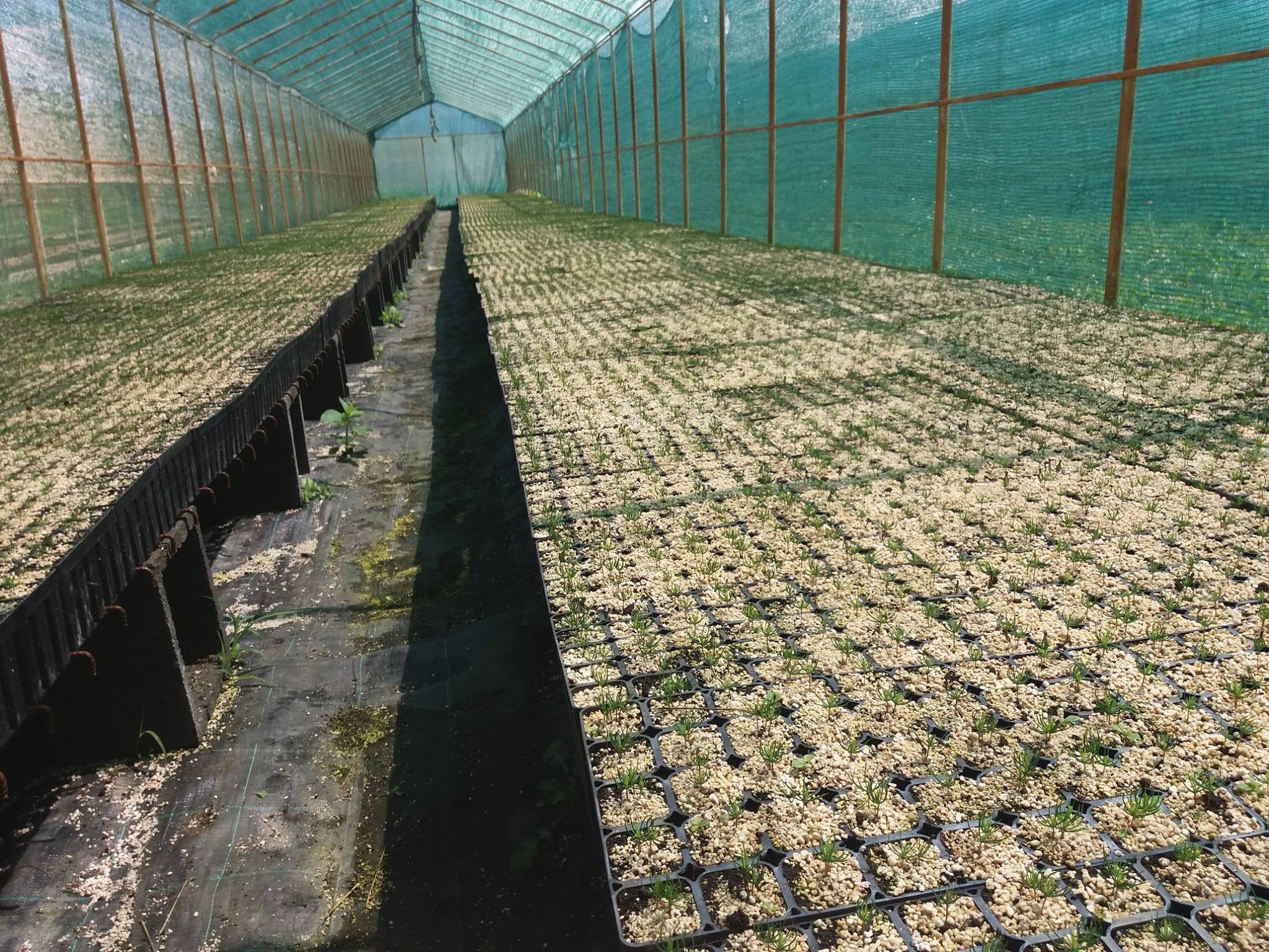 Proiect de producere puieti de molid in containere la Ocolul Silvic Comandau