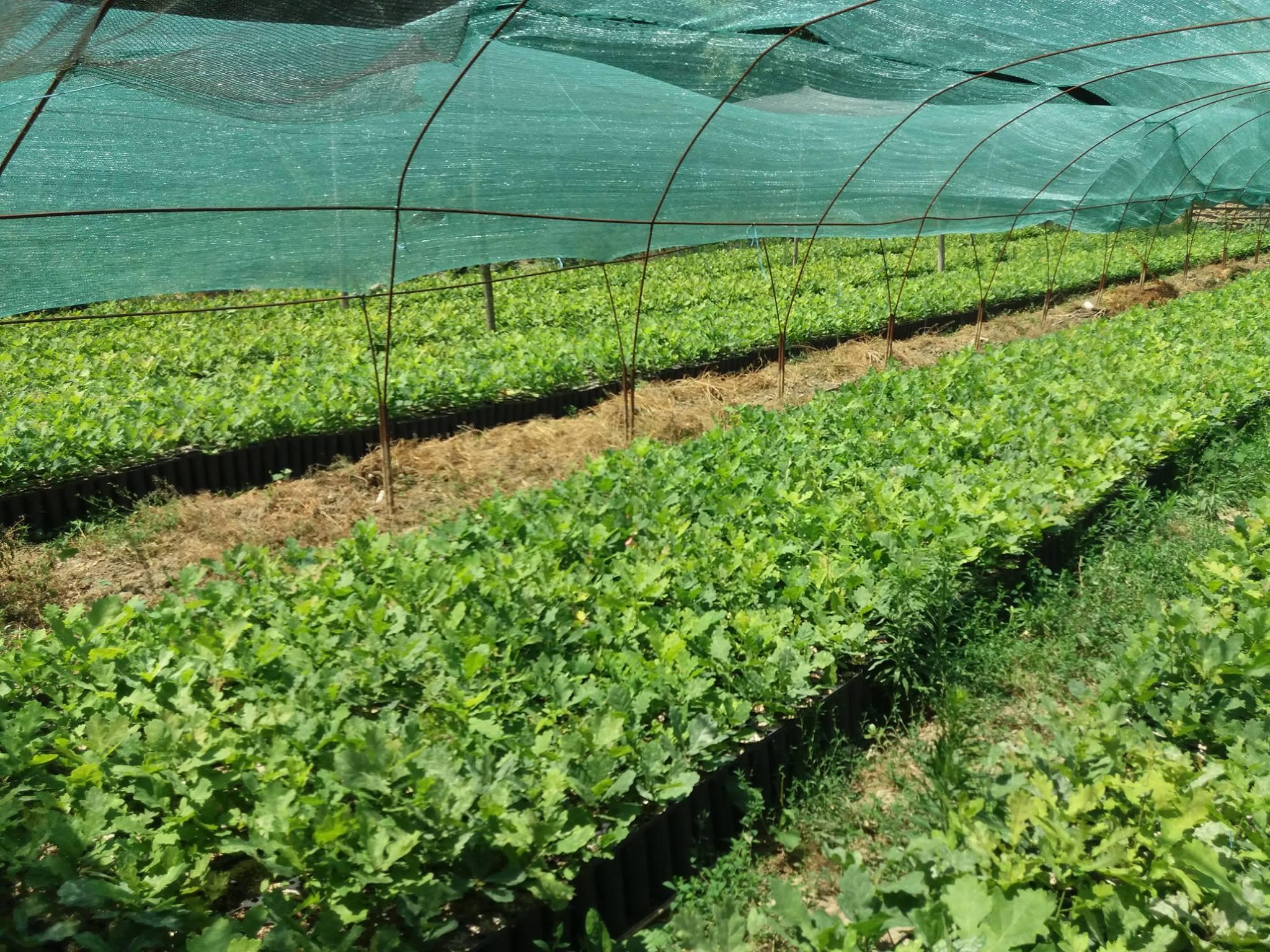 Proiect implementat in cadrul Ocolului Silvic Slobozia ce consta in producerea a 80.000 de puieti din specia Stejar brumariu (Q. pedunculiflora)