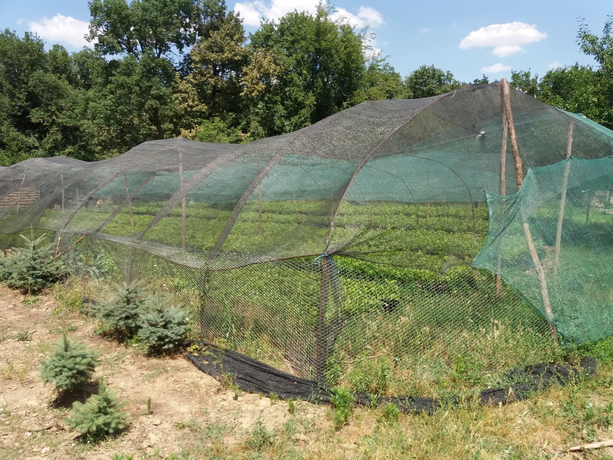 Proiect implementat in cadrul Ocolului Silvic Slobozia ce consta in producerea a 80.000 de puieti din specia Stejar brumariu (Q. pedunculiflora)