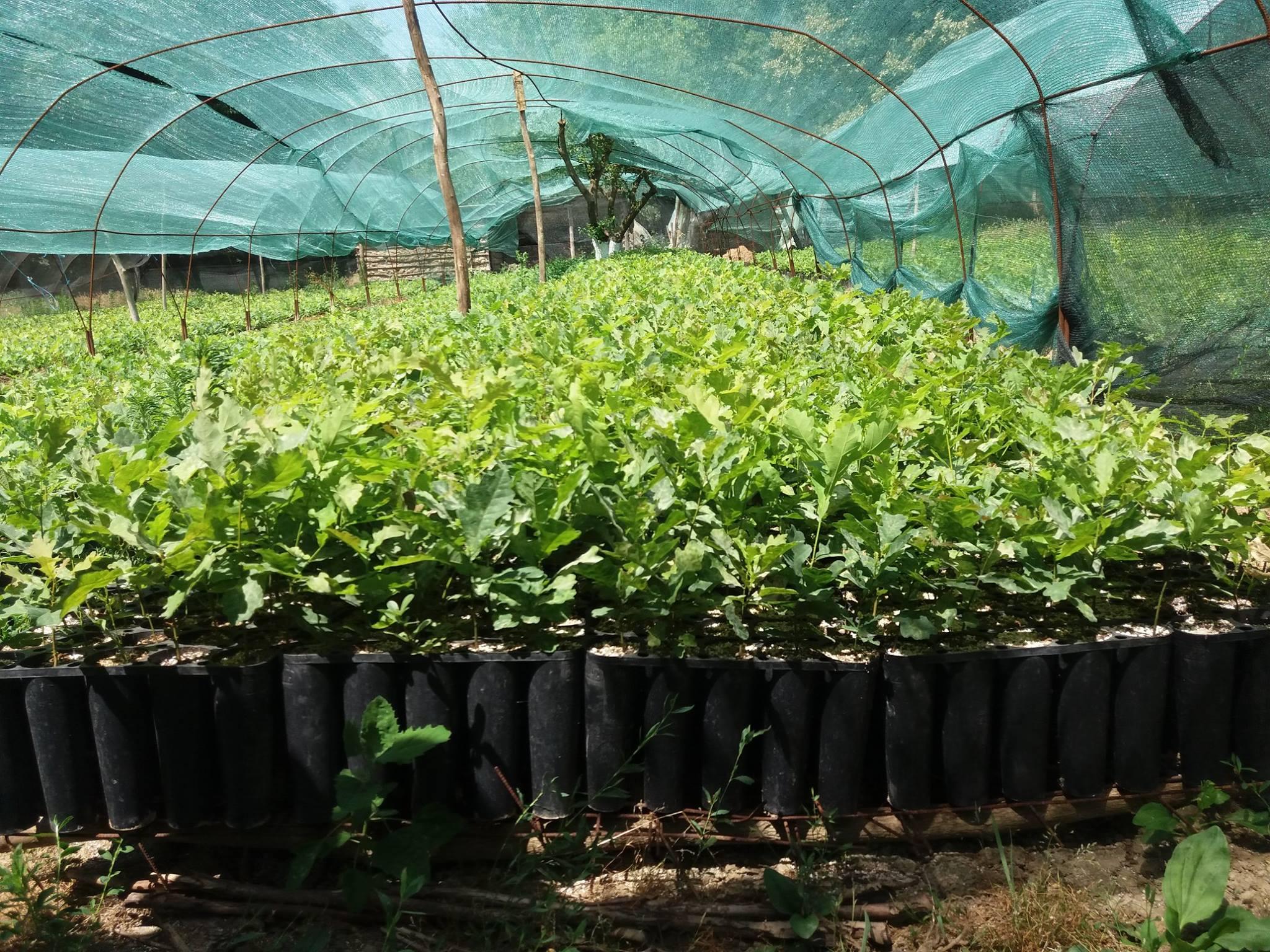 Proiect implementat in cadrul Ocolului Silvic Slobozia ce consta in producerea a 80.000 de puieti din specia Stejar brumariu (Q. pedunculiflora)