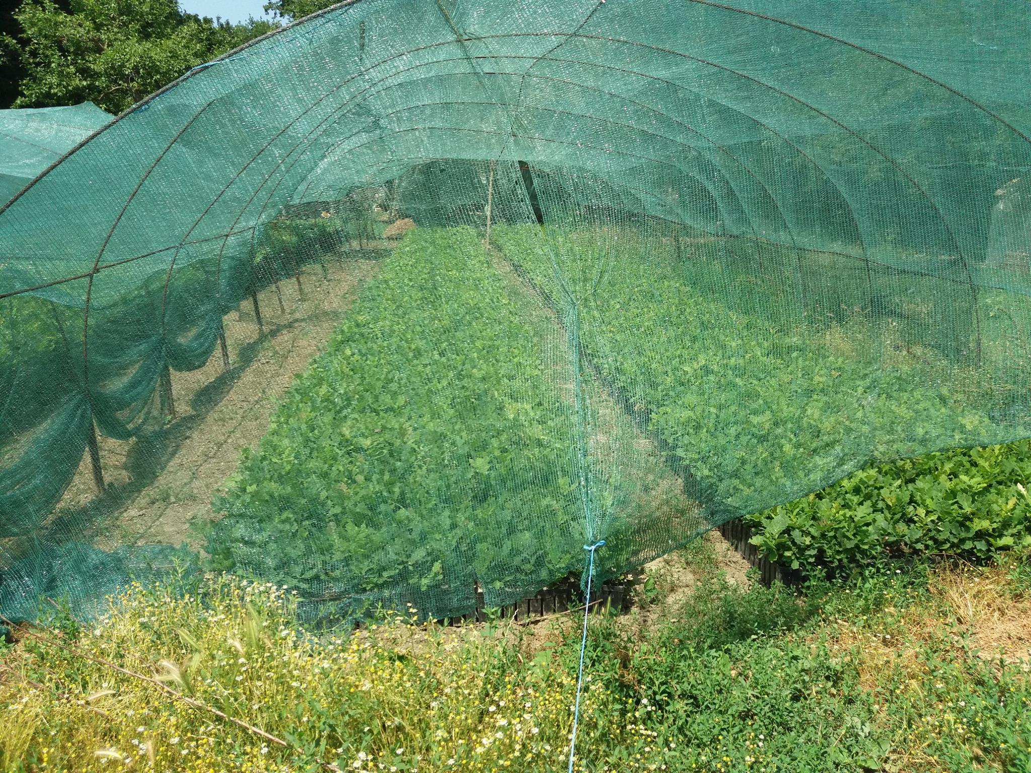 Proiect implementat in cadrul Ocolului Silvic Slobozia ce consta in producerea a 80.000 de puieti din specia Stejar brumariu (Q. pedunculiflora)