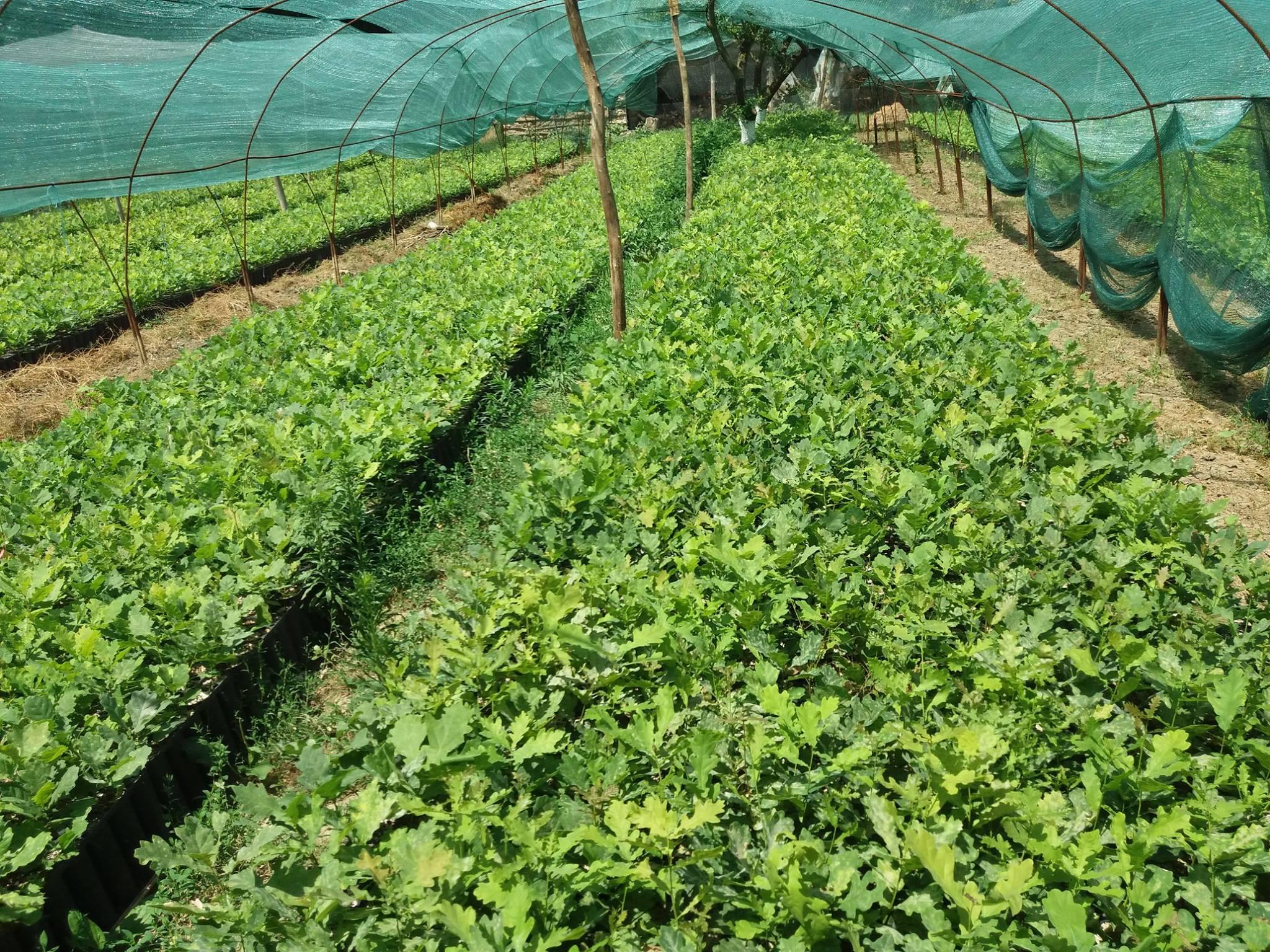 Proiect implementat in cadrul Ocolului Silvic Slobozia ce consta in producerea a 80.000 de puieti din specia Stejar brumariu (Q. pedunculiflora)