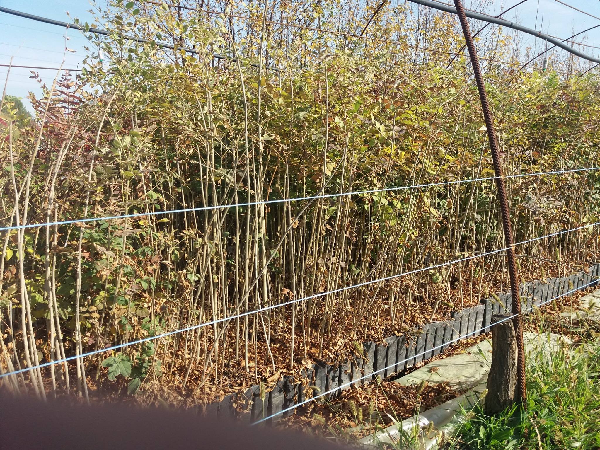 Rezultate proiect 100.000 de puieți containerizați la Ocolul Silvic Buzău Rezultate proiect 100.000 de puieți containerizați la Ocolul Silvic Buzău