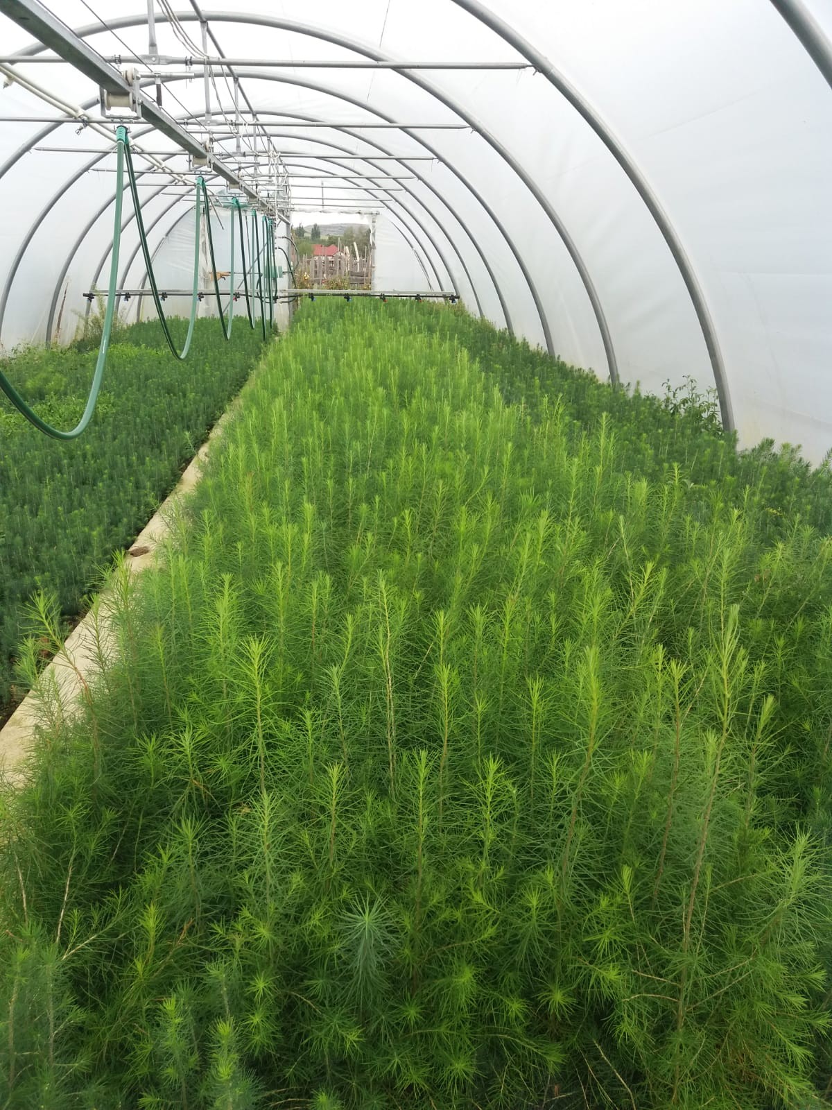Puieți de molid și larice apți de plantat într-un singur sezon de vegetație