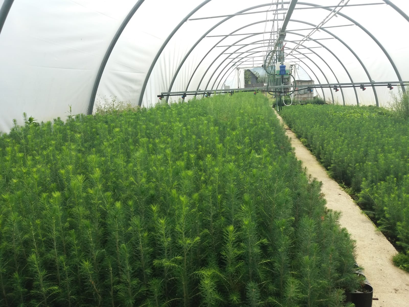 Puieți de molid și larice apți de plantat într-un singur sezon de vegetație