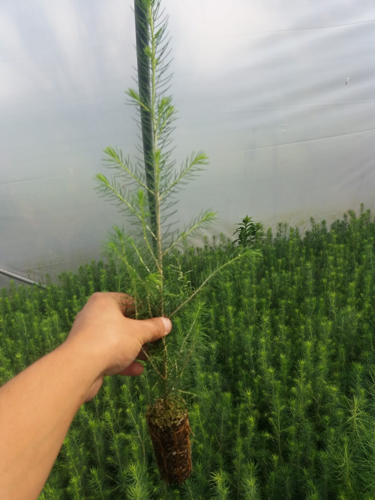 Puieți de molid și larice apți de plantat într-un singur sezon de vegetație