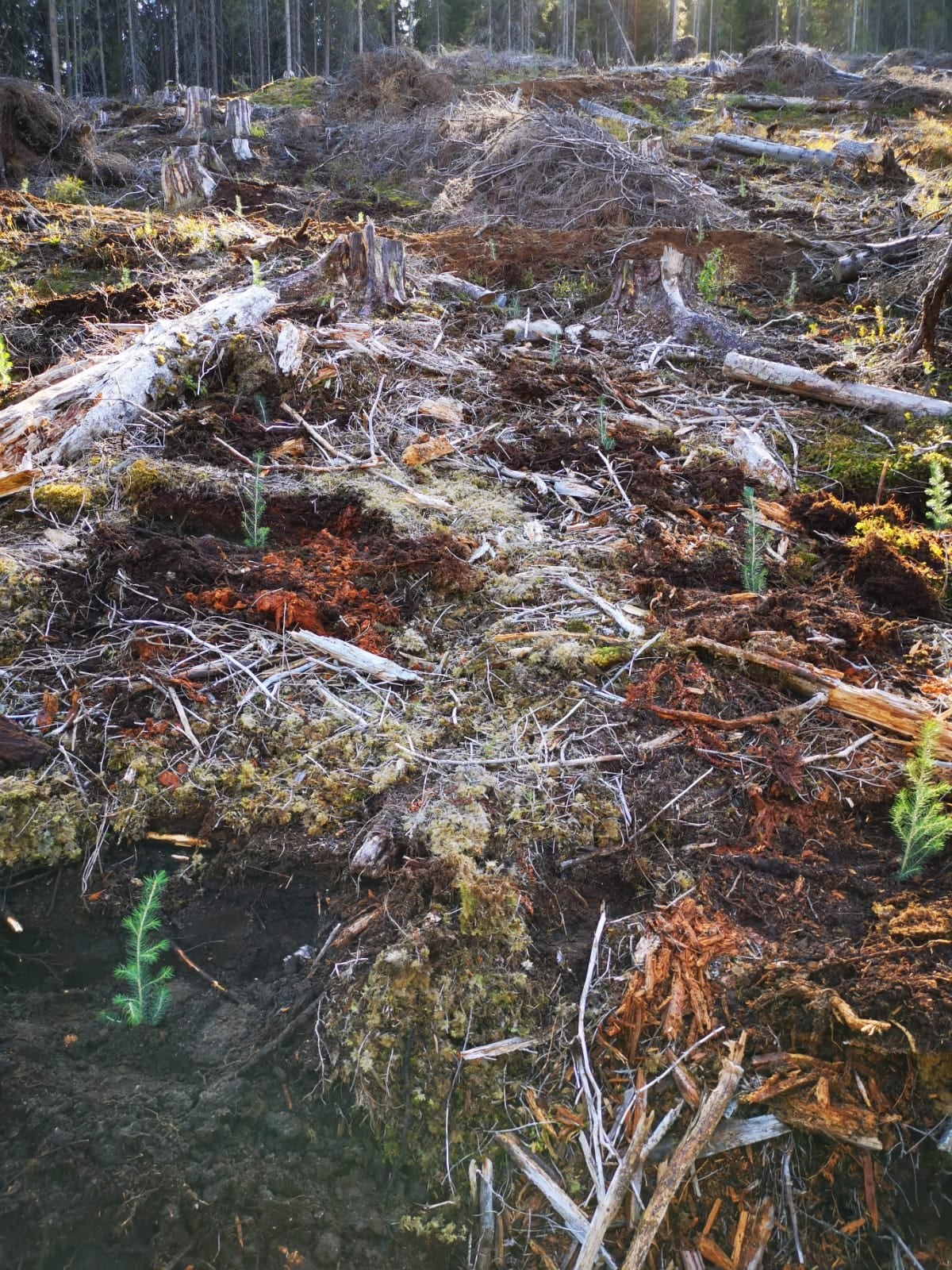 Înființare plantație cu puieți de molid containerizati la Obârșia Lotrului