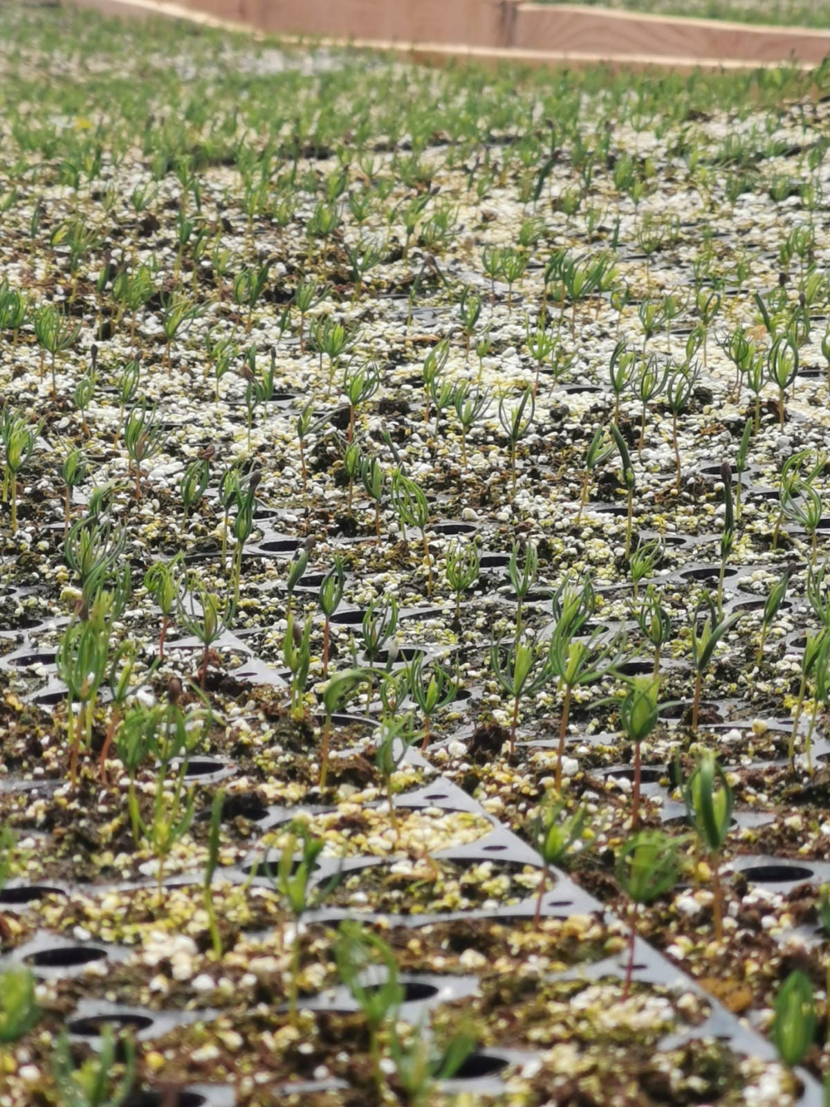 Pepiniera pentru 100 000 puieti de molid la Vaideeni, Vâlcea