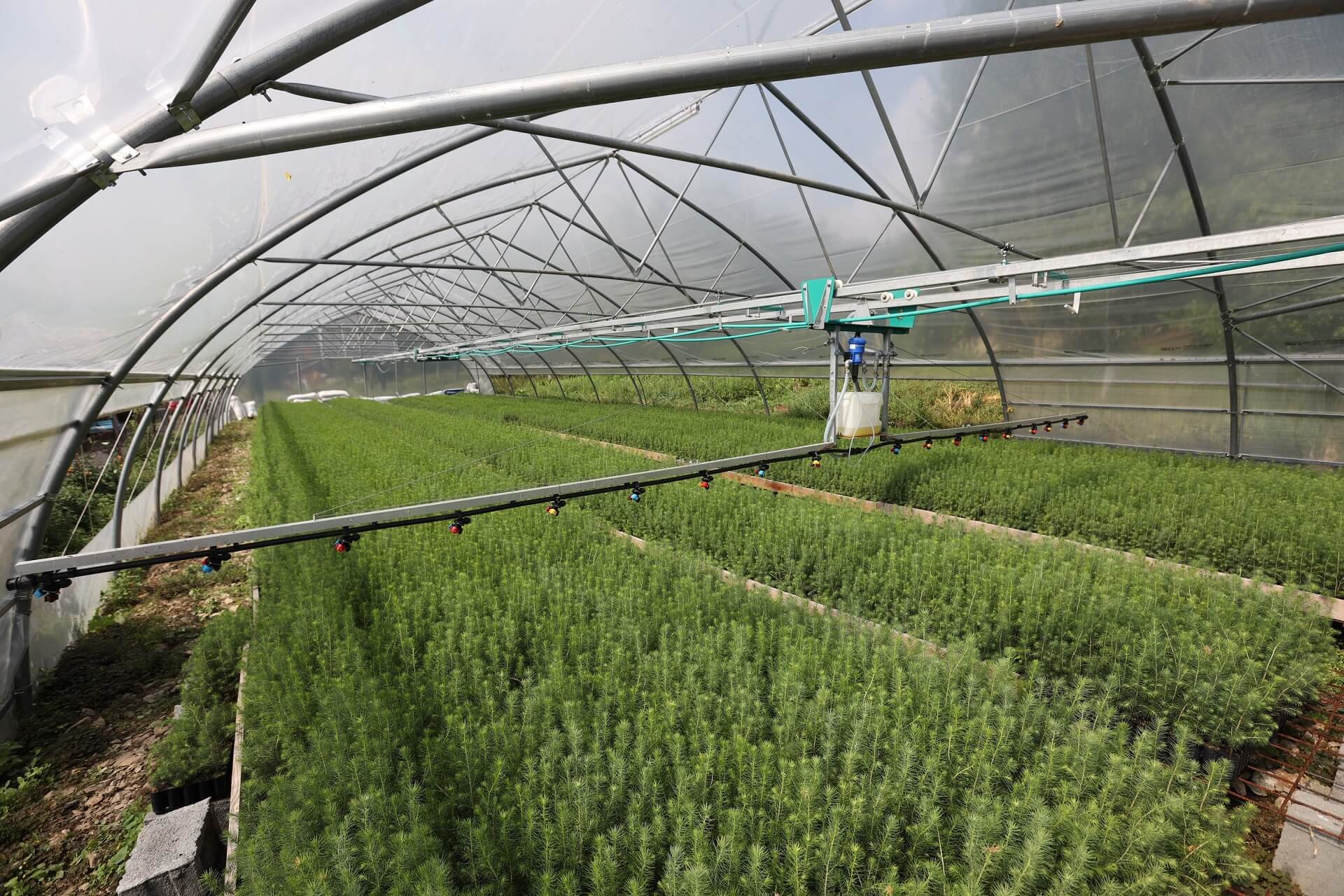 Rezultate după un singur sezon de vegetație cu sistemul Alser Forest