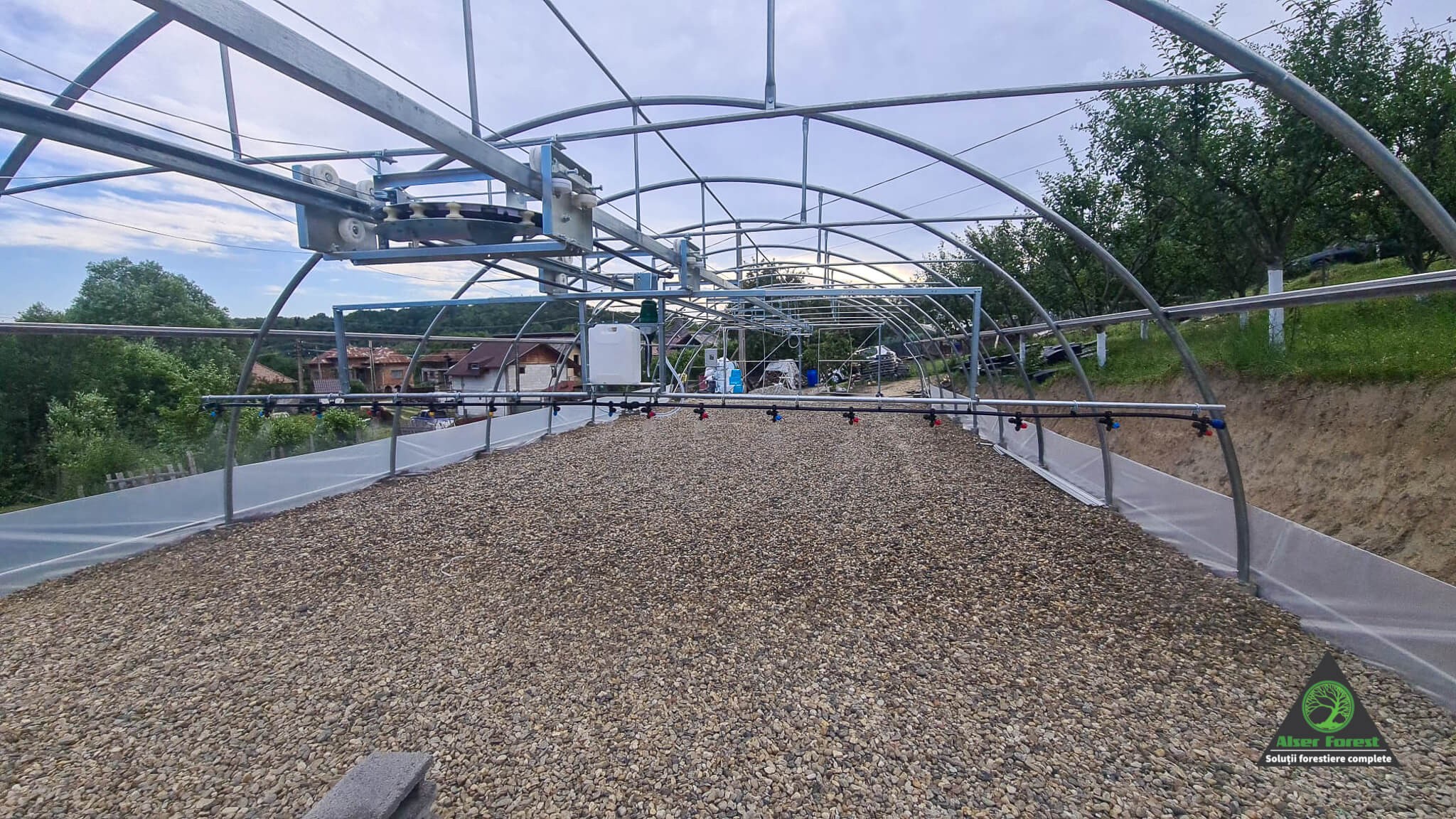 Pepiniera containerizata de molid in Arges