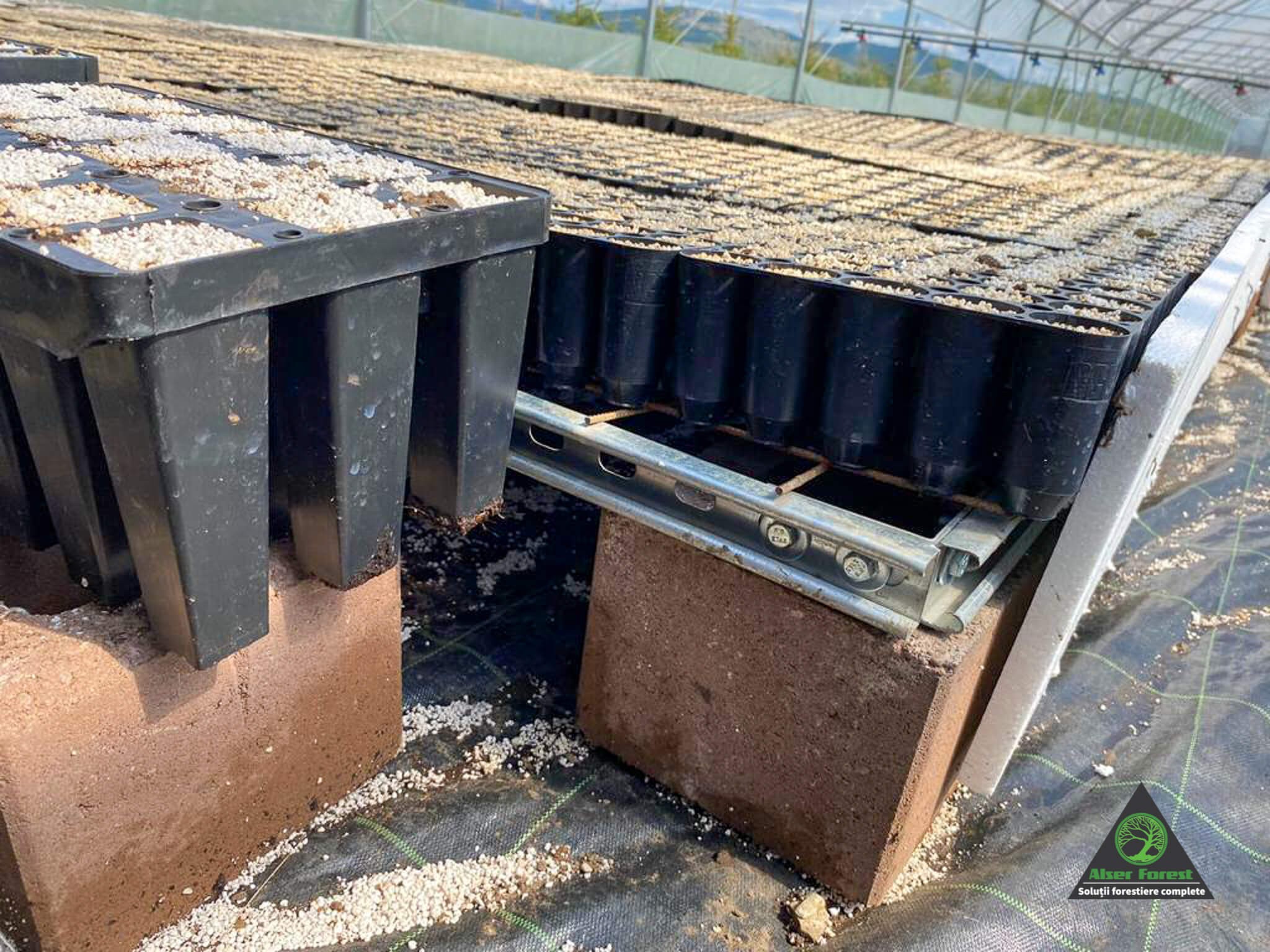 Colegul nostru, Ing. Lorand Csabai, de la departamentul de pepiniere silvice containerizate, a prezentat studenților de la Facultatea de Științe Tehnice și Umaniste din cadrul Universității Sapientia din Târgu-Mureș o pepinieră containerizată de molid, complet automatizată, cu o productivitate de 270.000 de puieți, ce pot fi plantați în pădure după un singur sezon de vegetație.