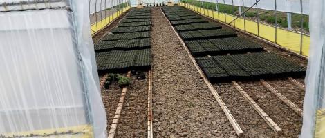 Proiect pilot de producere a puietilor de molid in Toplita, jud. Harghita