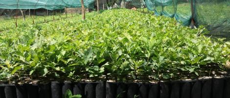 Proiect implementat in cadrul Ocolului Silvic Slobozia ce consta in producerea a 80.000 de puieti din specia Stejar brumariu (Q. pedunculiflora)