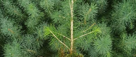 Molid numai bun de plantat în proiectul de la Bilbor