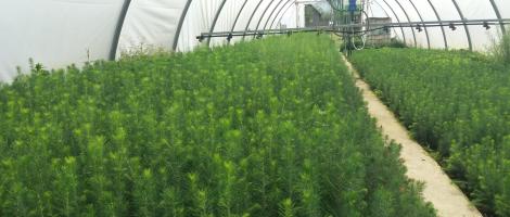 Puieți de molid și larice apți de plantat într-un singur sezon de vegetație Puieți de molid și larice apți de plantat într-un singur sezon de vegetație