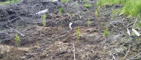 Puieți apți de plantat într-un singur an la Obârșia Lotrului Puieți apți de plantat într-un singur an la Obârșia Lotrului