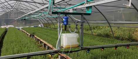 Rezultate după un singur sezon de vegetație cu sistemul Alser Forest