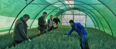 Investiție de 100.000 de euro pentru producerea de puieți containerizați în Harghita Investiție de 100.000 de euro pentru producerea de puieți containerizați în Harghita