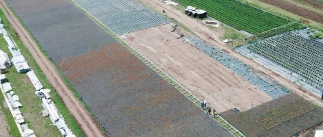 1 milion de puieți containerizați in Craiova 1 milion de puieți containerizați in Craiova