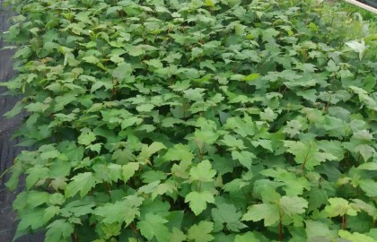 Pepinieră containerizată - 14500 puieți paltin de munte, la Ocolul Silvic Comandău.