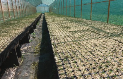 Proiect de producere puieti de molid in containere la Ocolul Silvic Comandau