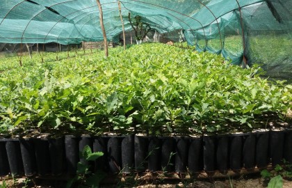 Proiect implementat in cadrul Ocolului Silvic Slobozia ce consta in producerea a 80.000 de puieti din specia Stejar brumariu (Q. pedunculiflora)