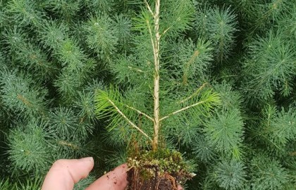 Molid numai bun de plantat în proiectul de la Bilbor