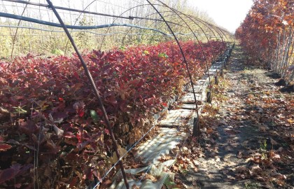 Rezultate proiect 100.000 de puieți containerizați la Ocolul Silvic Buzău Rezultate proiect 100.000 de puieți containerizați la Ocolul Silvic Buzău