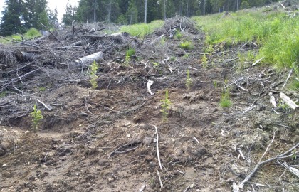 Puieți apți de plantat într-un singur an la Obârșia Lotrului