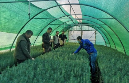 Investiție de 100.000 de euro pentru producerea de puieți containerizați în Harghita