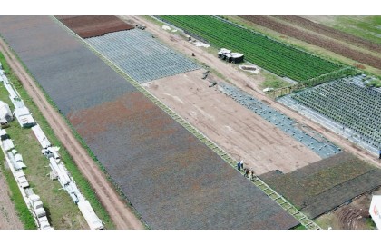 1 milion de puieți containerizați in Craiova 1 milion de puieți containerizați in Craiova