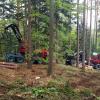 Alser Forest la Austrofoma 2019